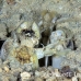 shrimp_mantis_unknown_sne_h_0194_yap0536.jpg